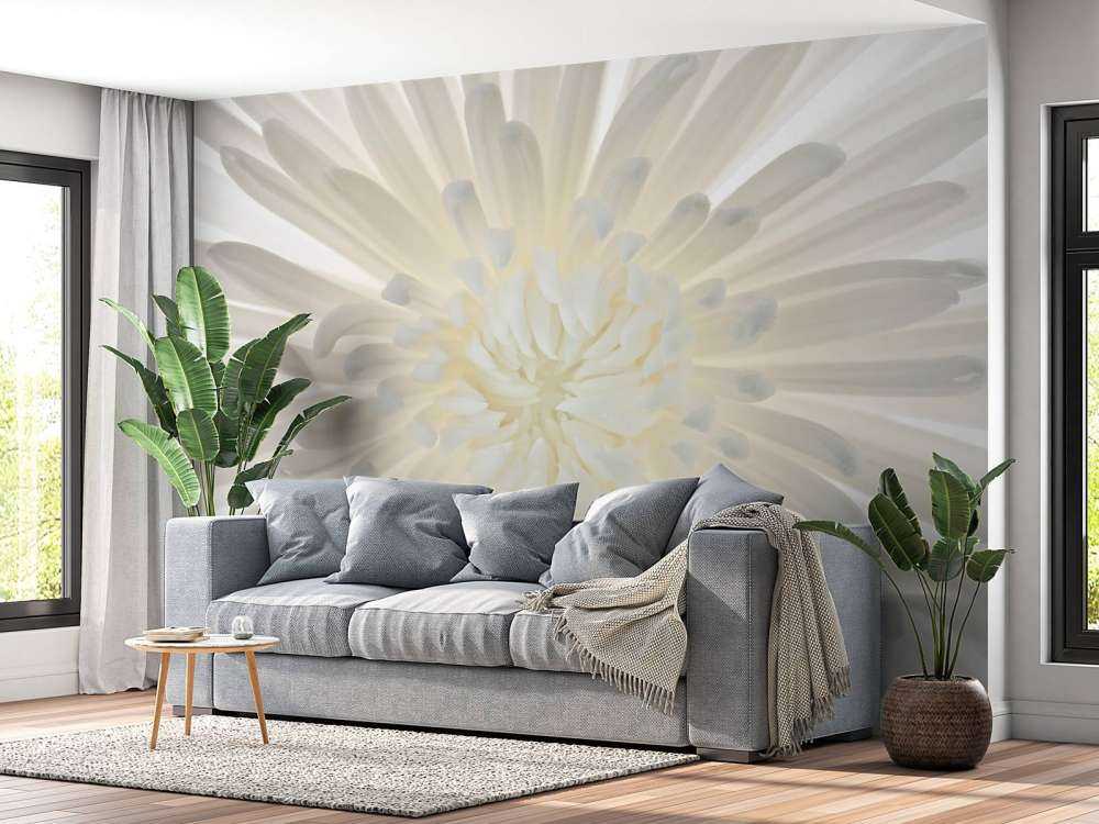 Chrysanthemum
