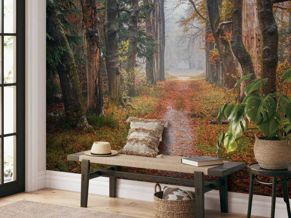 Forest path with old trees