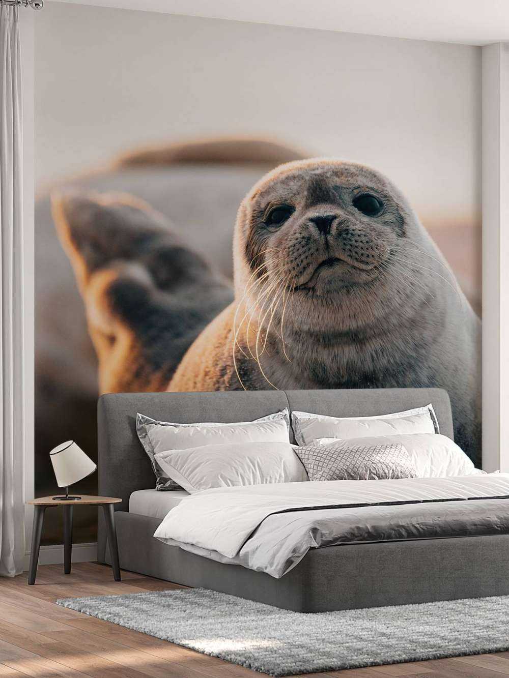 Seal on beach in evening light