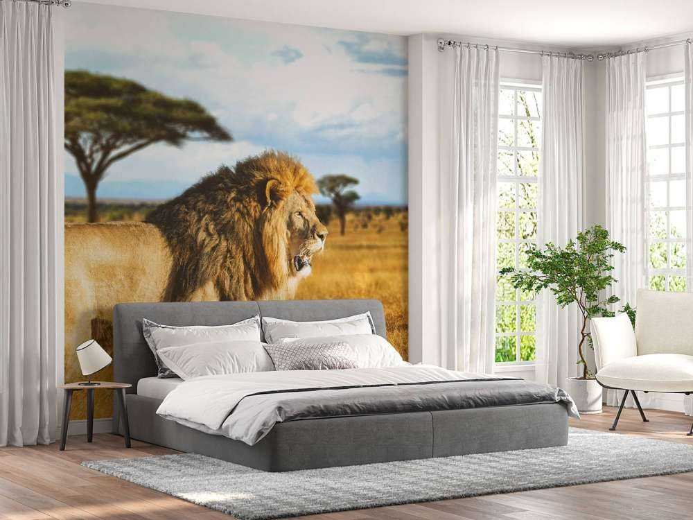 Lion in the savanna