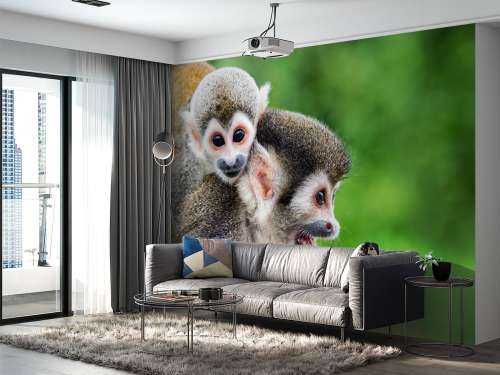 Squirrel monkeys