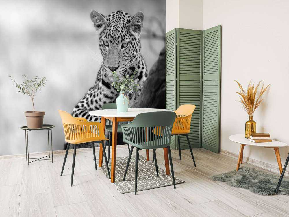 Leopard black, white