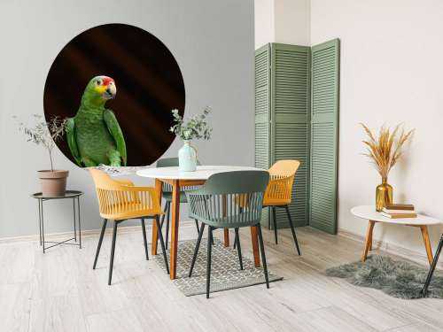 Curious parrot