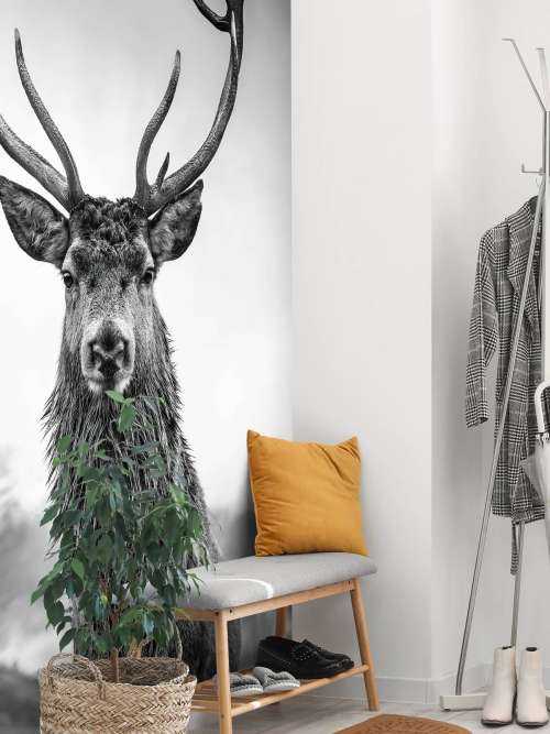 Big deer