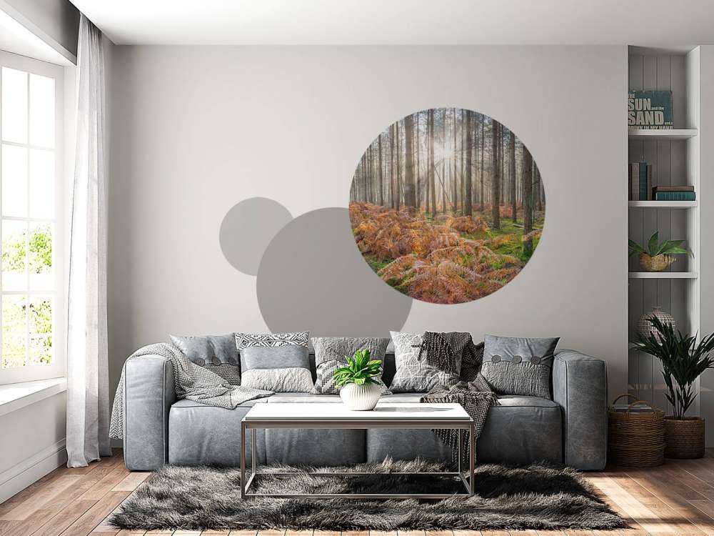 Forest during sunrise