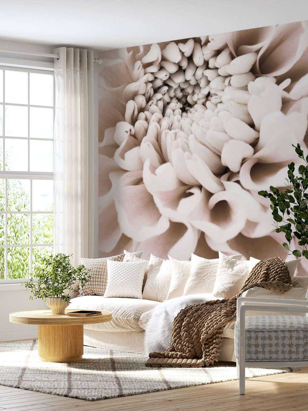 Chrysanthemum No 01