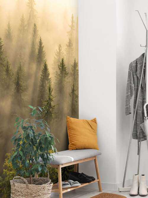 Foggy pine trees