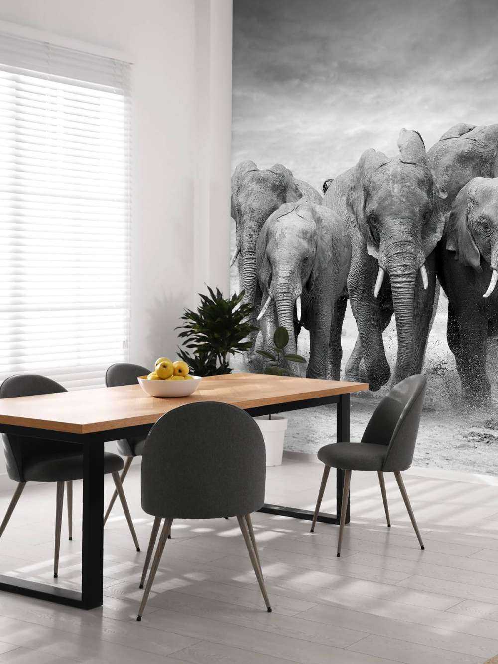 Herd of elephants