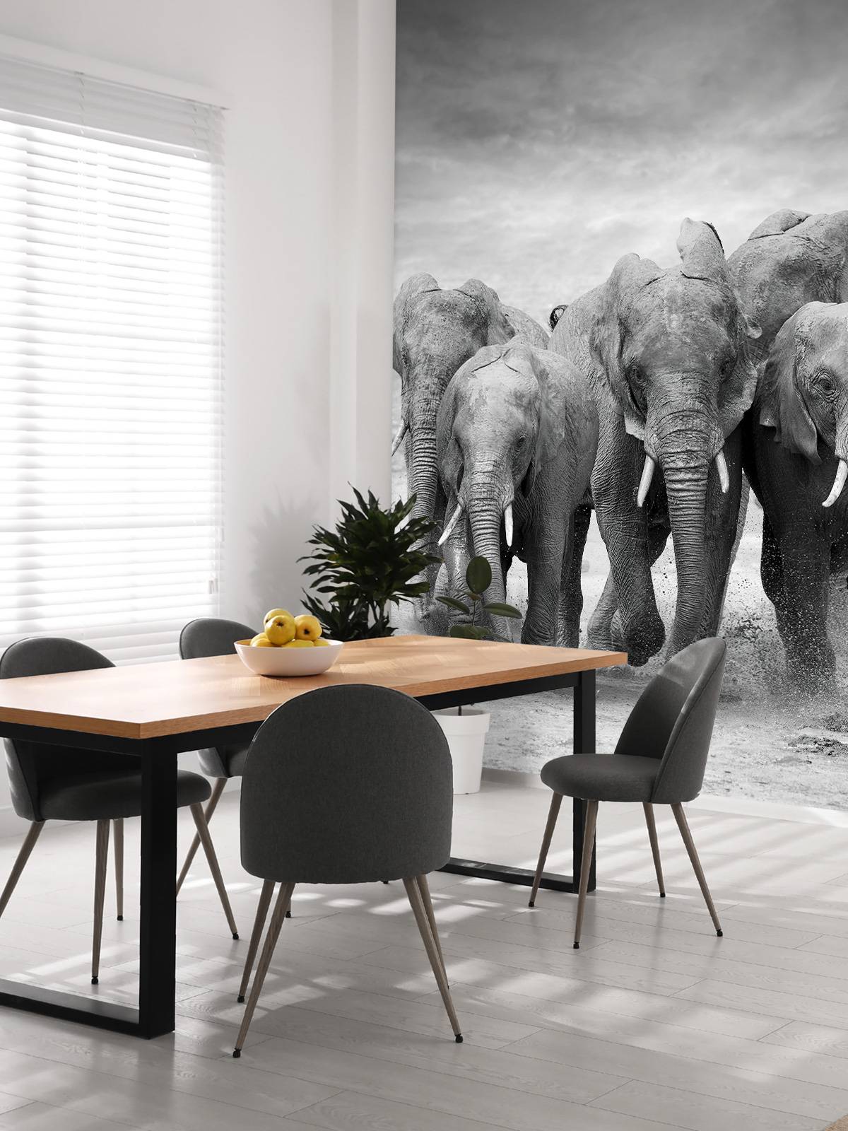Herd of elephants