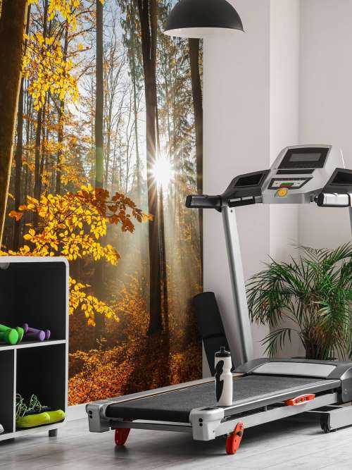 Autumn forest