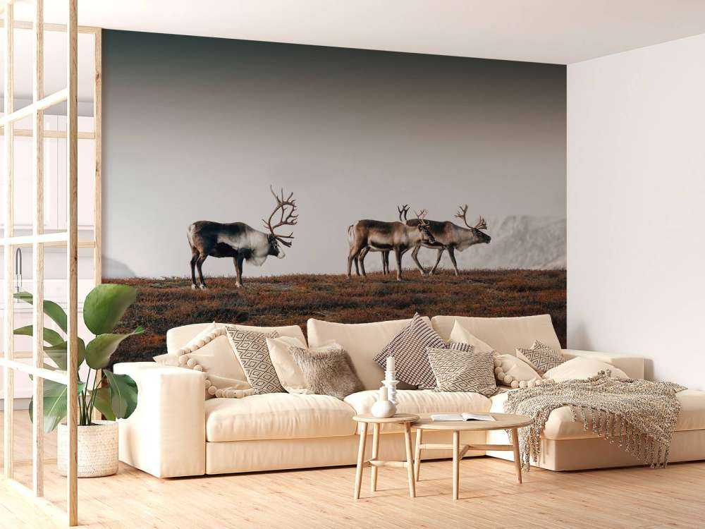 Group of reindeer in northern Europe