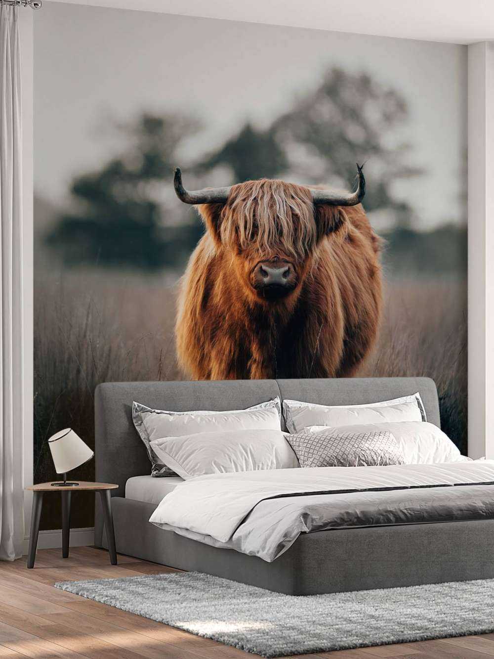 Portrait of highland cattle