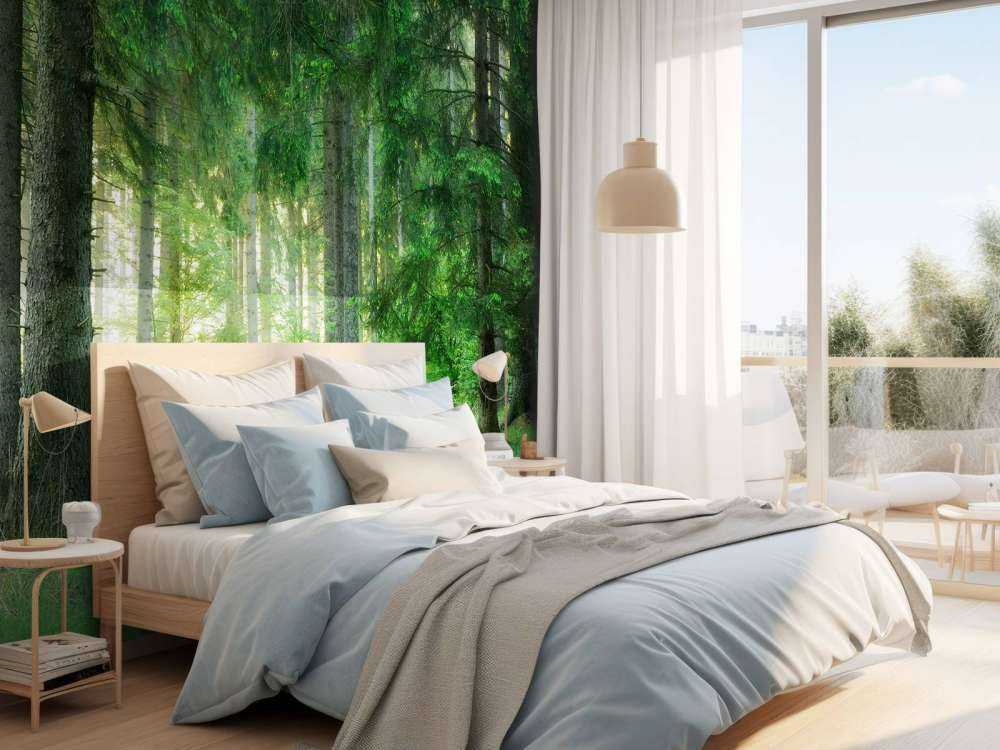 Green conifers forest