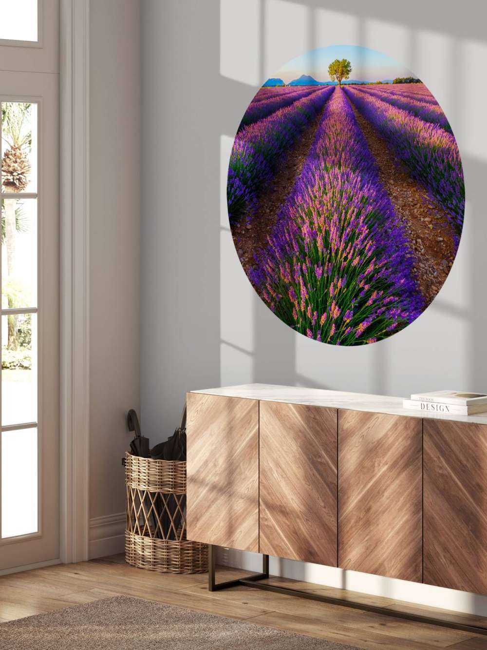 Lavender in sunlight