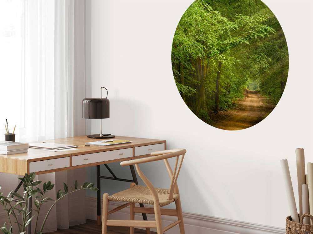 Toad in forest with sunbeams