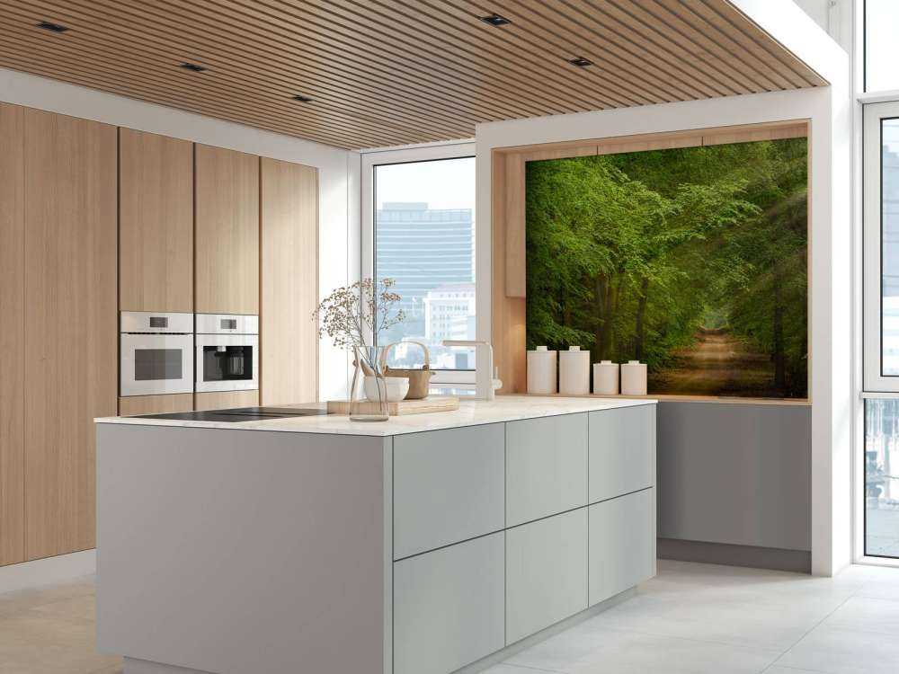 Toad in forest with sunbeams