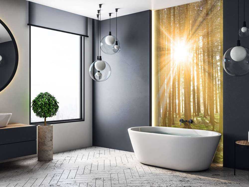 Pine forest with sunshine