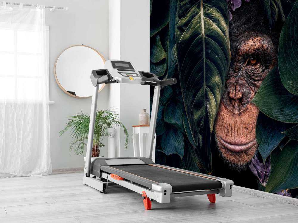 Jungle Chimpanzee