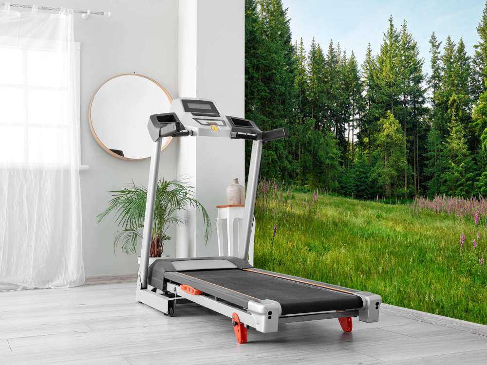 Open space in the forest