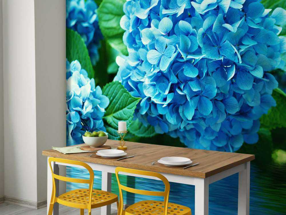 Hydrangea in water