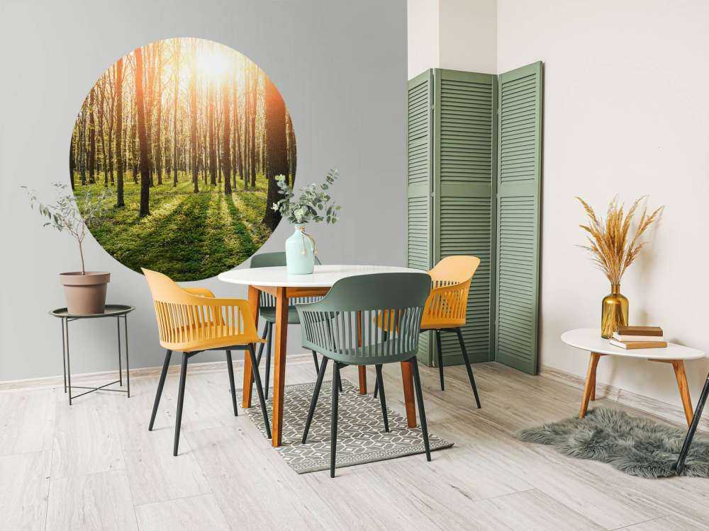 Evening sun in a forest