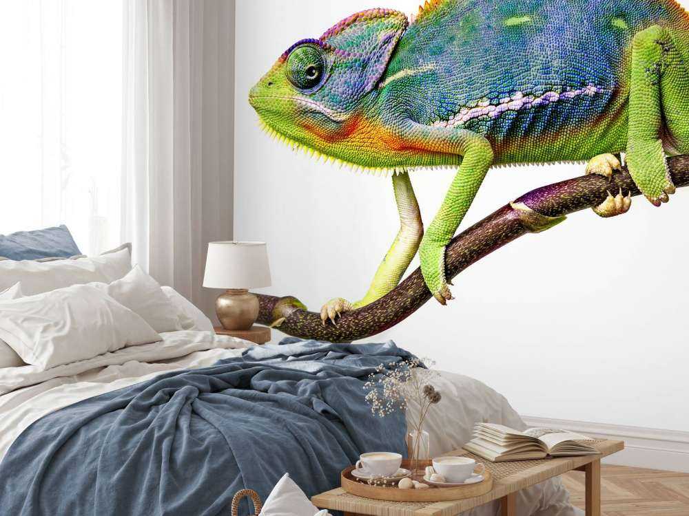 Chameleon