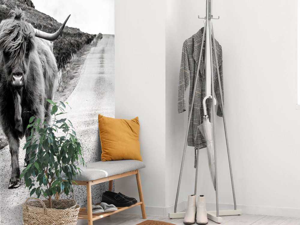 Scottish Highlander on a road