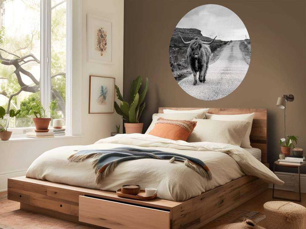 Scottish Highlander on a road