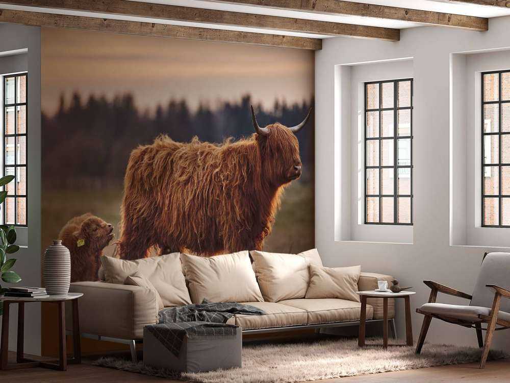 Scottish Highlanders in the meadow