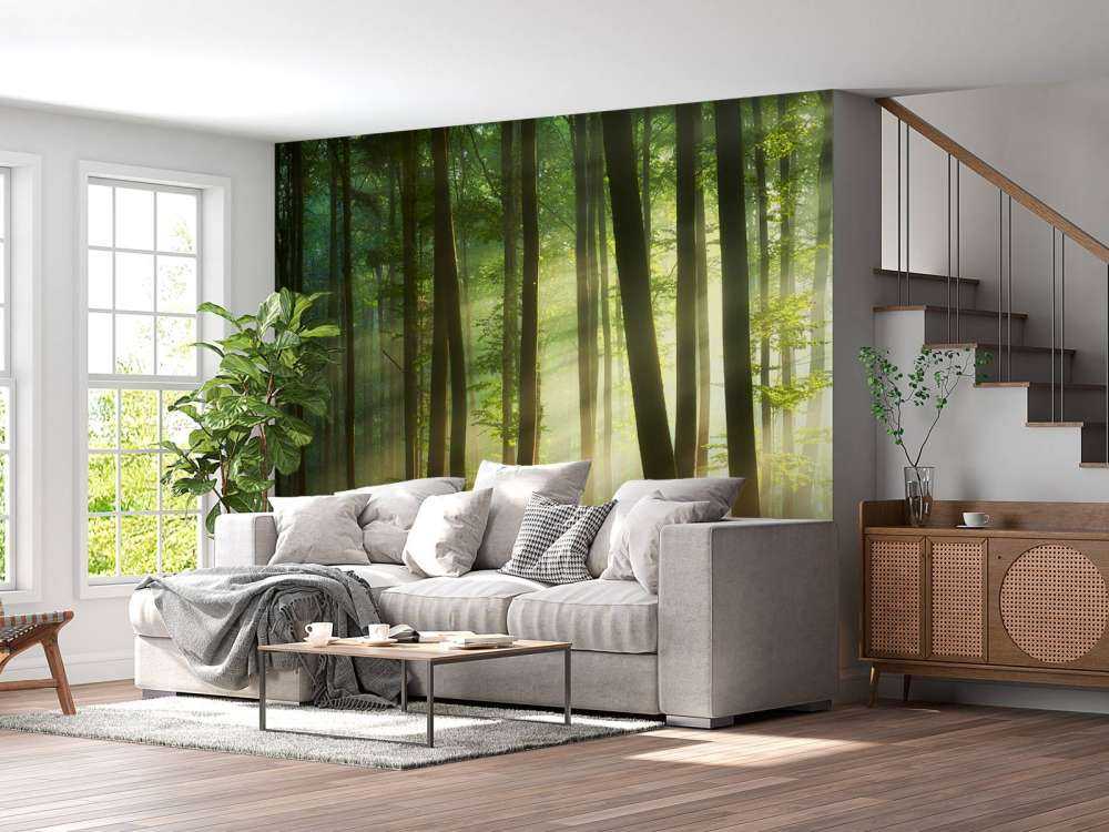 Morning sun among the trees