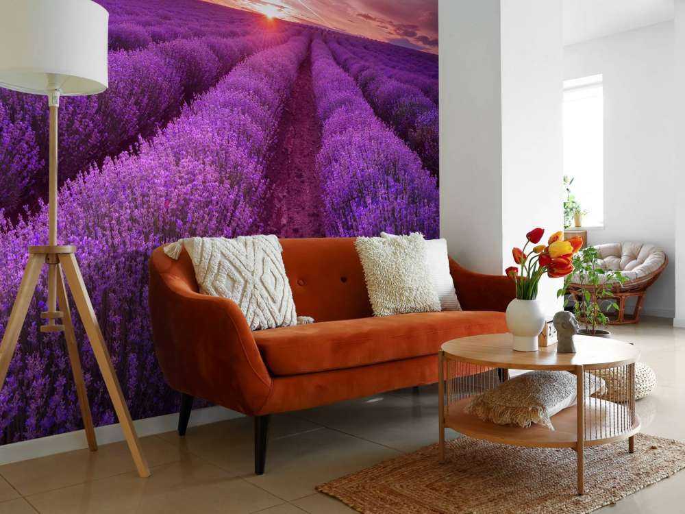 Field full with lavender