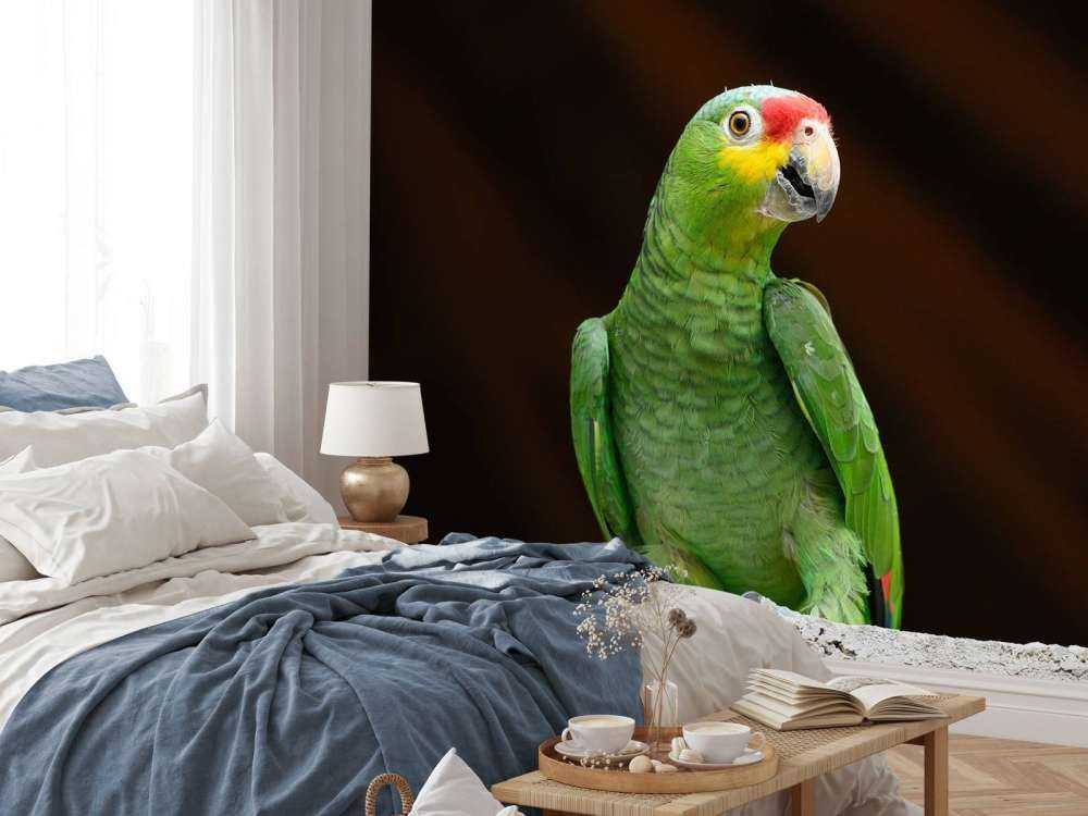Curious parrot