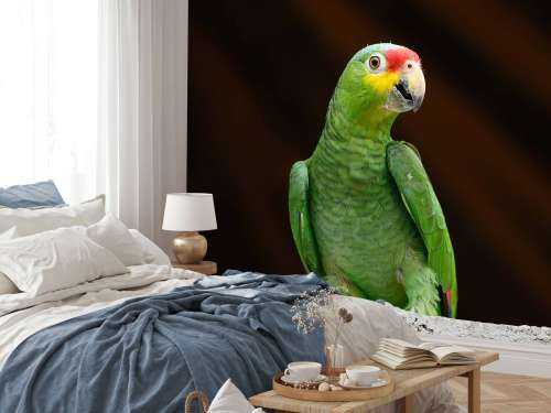 Curious parrot