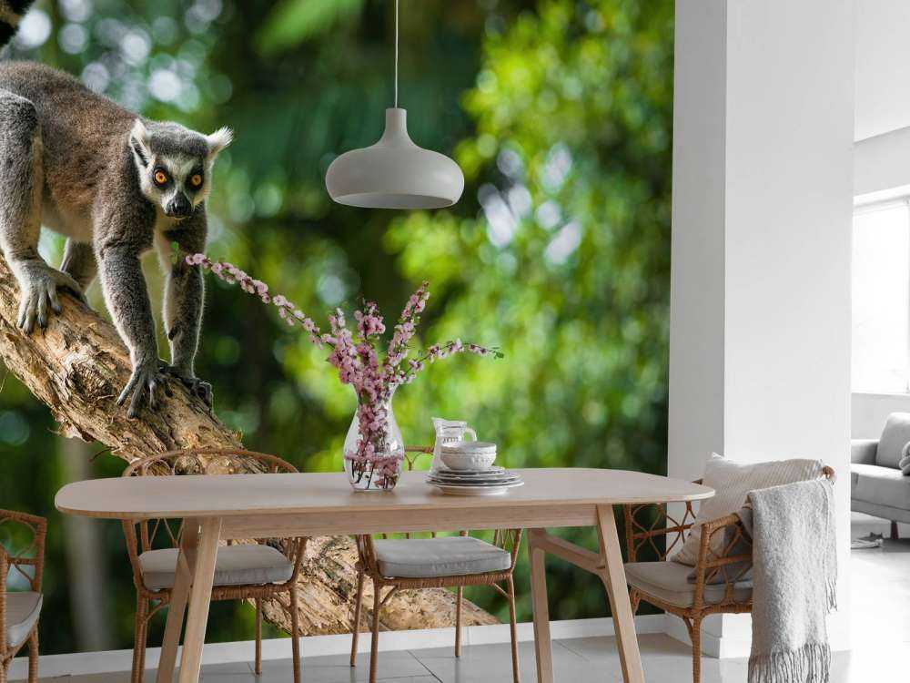 Ring-tailed monkey in a tree