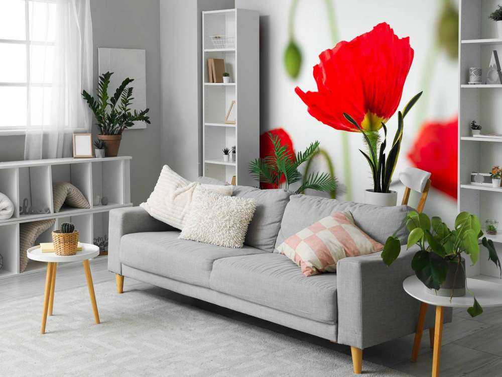 Close-up red poppies