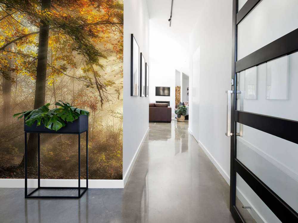 The lights of the forest