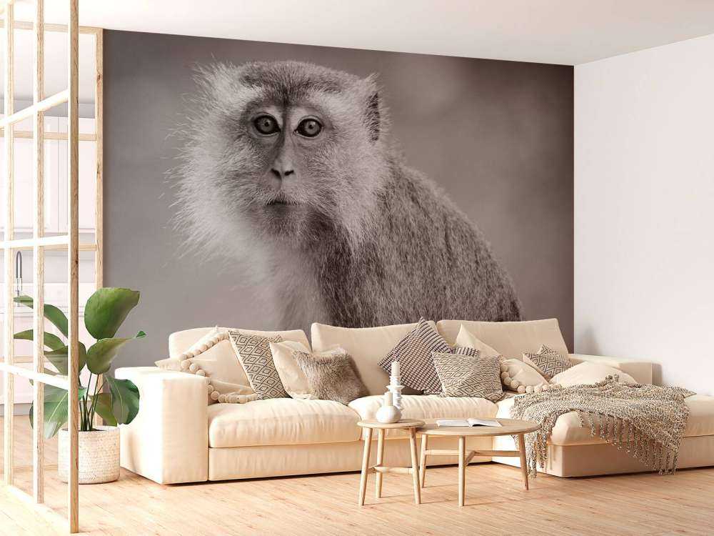 Schattig aapje in zwart-wit