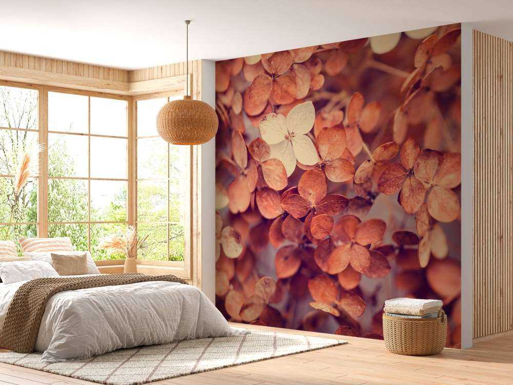 Dry hydrangeas