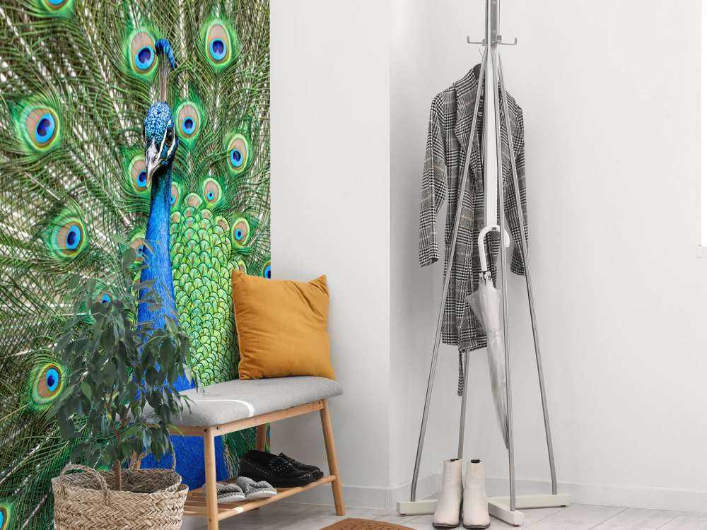 Peacock with dilated feathers