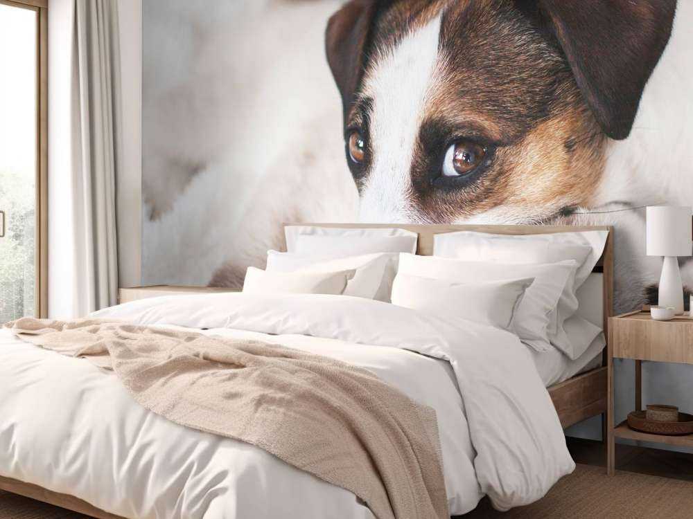 Dog and cat