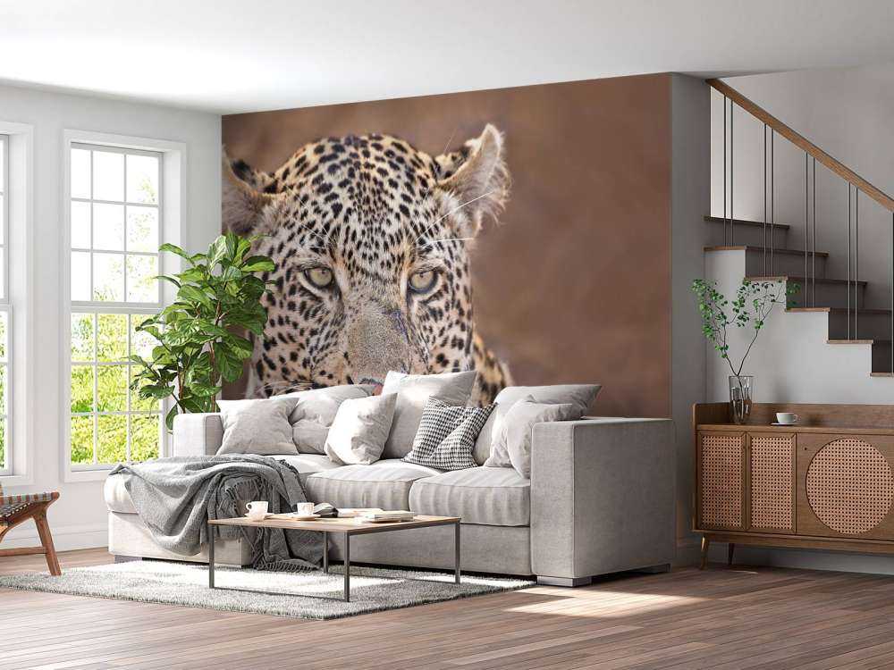 Leopard portrait