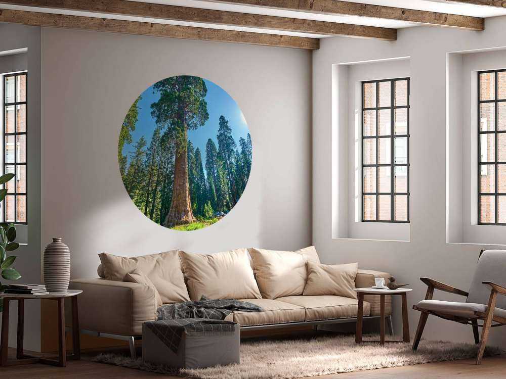 Sequoia trees