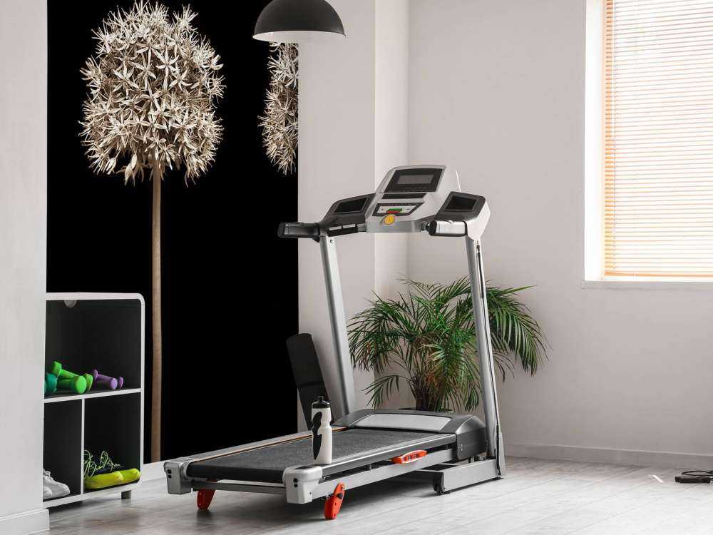 Three allium flowers in a row