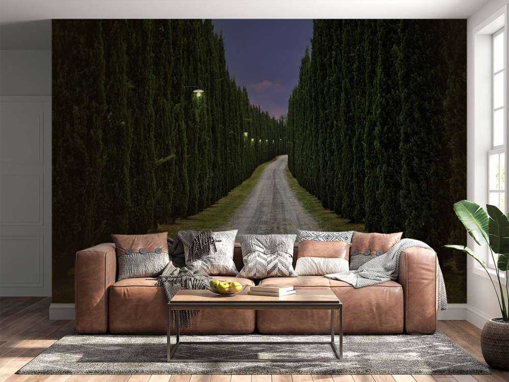 Cypress in the evening