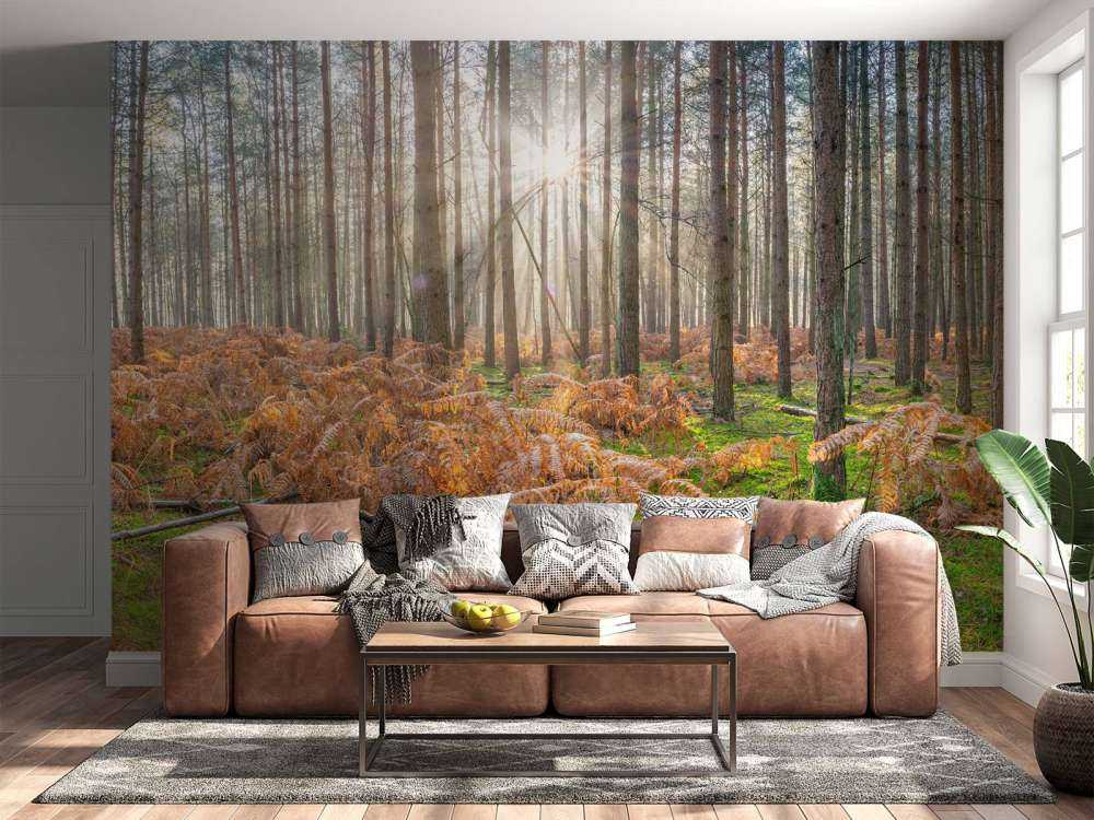 Forest during sunrise