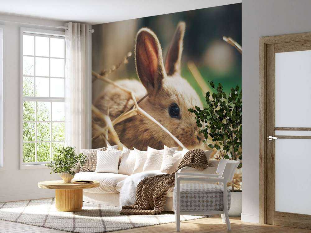 Rabbit in straw