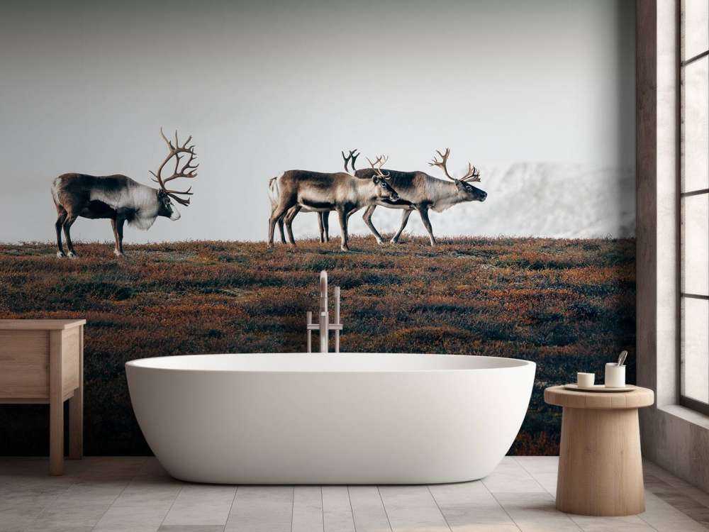 Group of reindeer in northern Europe