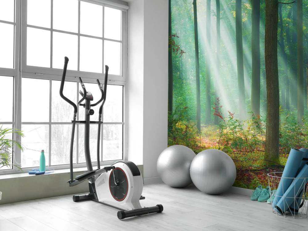 Morning in the woods