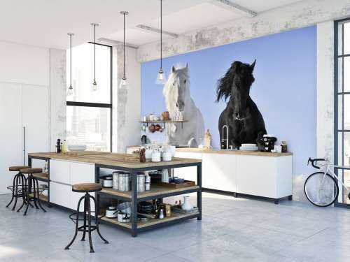 White and a black horse