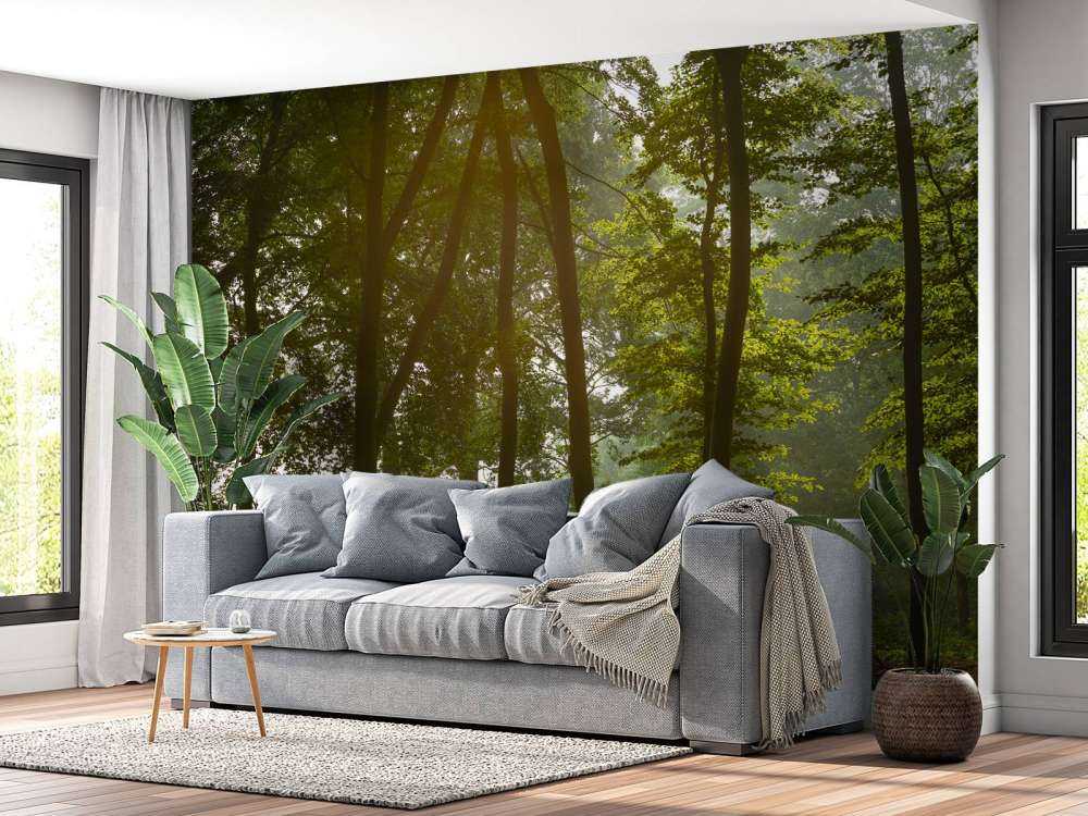 Forest in the morning sun